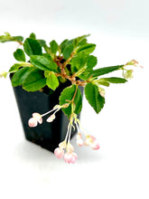 Load image into Gallery viewer, Begonia fuchsioides