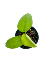 Load image into Gallery viewer, Syngonium chiapense