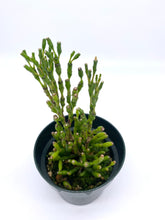 Load image into Gallery viewer, Hatiora salicornoides