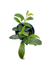 Load image into Gallery viewer, Aeschynanthus longicaulis 'Black Pagoda’