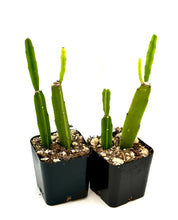 Load image into Gallery viewer, Rhipsalis cereoides