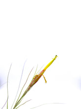 Load image into Gallery viewer, Tillandsia schiedeana minor - Medium

