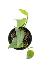 Load image into Gallery viewer, Epipremnum pinnatum Cebu Blue