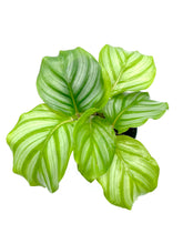 Load image into Gallery viewer, Calathea orbifolia