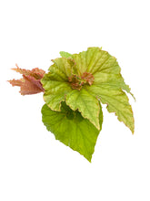 Load image into Gallery viewer, Begonia ‘Medusa’