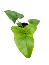 Load image into Gallery viewer, Thaumatophyllum bipinnatifidum