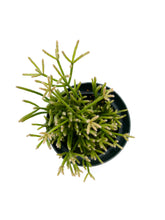 Load image into Gallery viewer, Rhipsalis teres f. prismatica 4”
