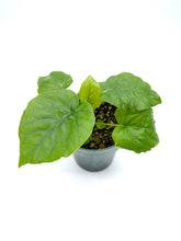 Load image into Gallery viewer, Ficus umbellata