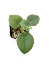 Load image into Gallery viewer, Peperomia incana