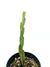 Load image into Gallery viewer, Rhipsalis paradoxa
