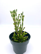 Load image into Gallery viewer, Hatiora salicornoides