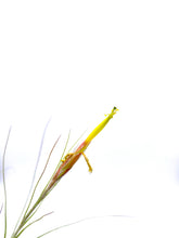 Load image into Gallery viewer, Tillandsia schiedeana minor - Medium