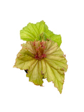 Load image into Gallery viewer, Begonia ‘Medusa’