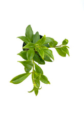 Load image into Gallery viewer, Aeschynanthus speciosus - 4 inch