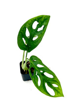 Load image into Gallery viewer, Monstera adansonii (wide form)