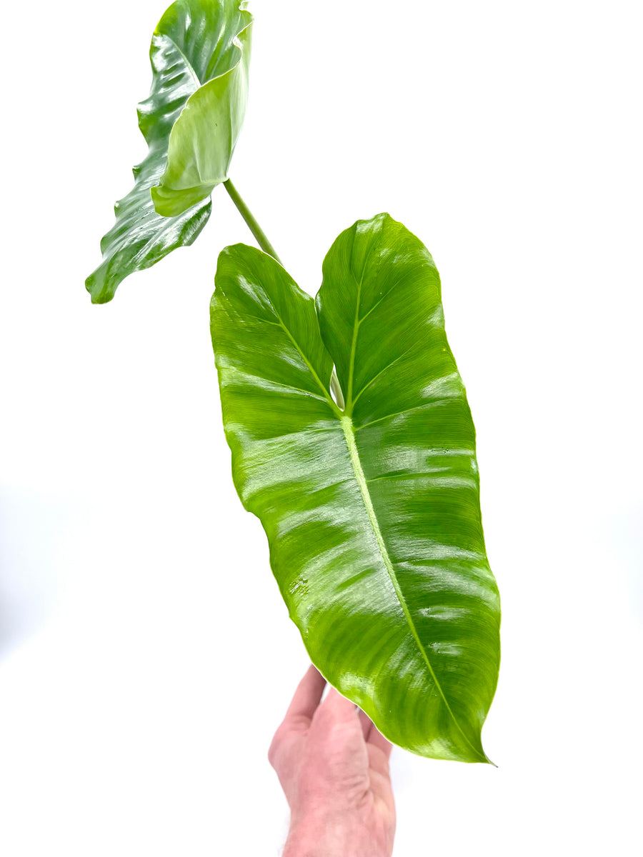 Philodendron 'Burle Marx' – PottedElephant