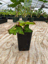 Load image into Gallery viewer, Begonia Rex ‘River Nile’