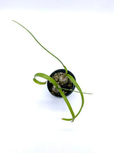 Load image into Gallery viewer, Albuca bracteata