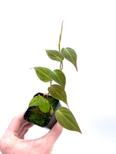 Load image into Gallery viewer, Philodendron micans