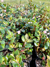 Load image into Gallery viewer, Begonia fuchsioides