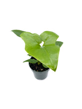 Load image into Gallery viewer, Thaumatophyllum bipinnatifidum