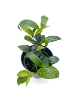 Load image into Gallery viewer, Aeschynanthus longicaulis 'Black Pagoda’