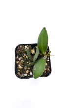 Load image into Gallery viewer, Hoya sp. aff. burtoniae