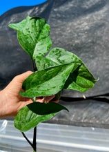 Load image into Gallery viewer, Monstera lechleriana