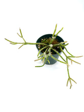 Load image into Gallery viewer, Rhipsalis pilocarpa 4”