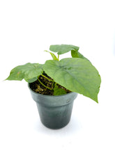 Load image into Gallery viewer, Ficus umbellata