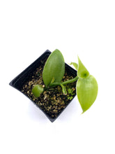Load image into Gallery viewer, Vanilla x tahitensis