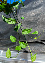 Load image into Gallery viewer, Monstera lechleriana