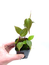 Load image into Gallery viewer, Philodendron micans