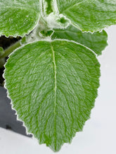 Load image into Gallery viewer, Plectranthus ’silver’ 2”