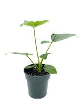 Load image into Gallery viewer, Thaumatophyllum bipinnatifidum