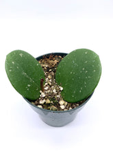 Load image into Gallery viewer, Hoya obovata 4”