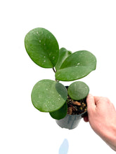 Load image into Gallery viewer, Hoya obovata 4”