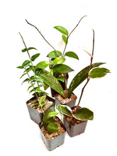 Load image into Gallery viewer, Hoya growers bundle 2 inch