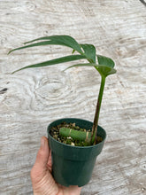 Load image into Gallery viewer, Rhaphidophora decursiva (Non TC)