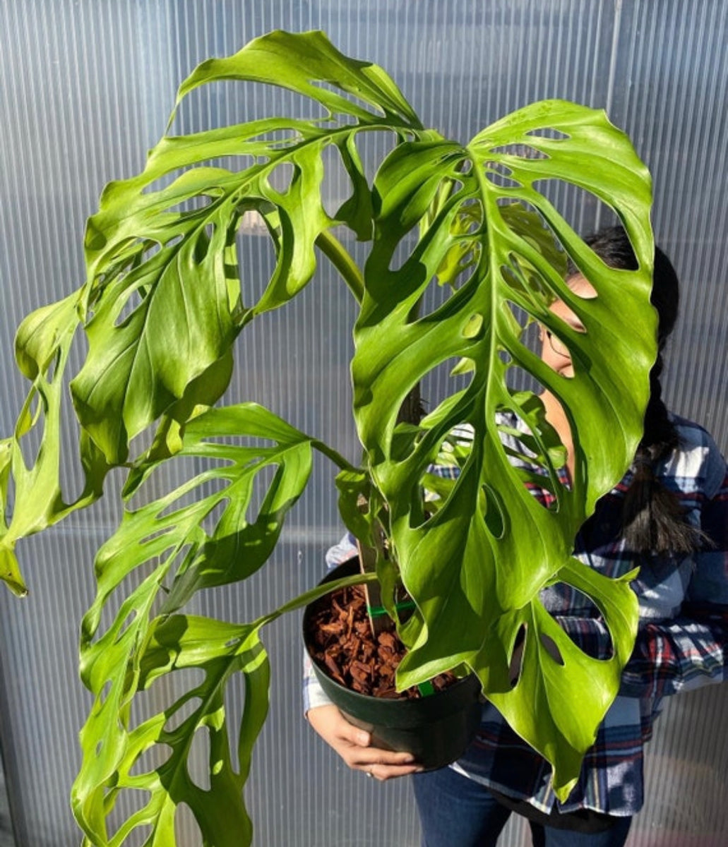 Monstera acacoyaguensis – PottedElephant