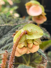 Load image into Gallery viewer, Begonia (no I.D.)