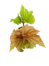 Load image into Gallery viewer, Begonia ‘Medusa’