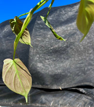 Load image into Gallery viewer, Philodendron camposportuanum  4”
