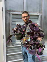 Load image into Gallery viewer, Tradescantia pallida “Kartuz Giant” 2 inch