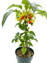 Load image into Gallery viewer, Impatiens niamniamensis