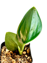 Load image into Gallery viewer, Scindapsus treubii 'Dark Form'
