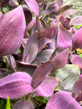 Load image into Gallery viewer, Tradescantia pallida “Kartuz Giant” 2 inch