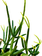 Load image into Gallery viewer, Rhipsalis baccifera