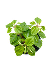Load image into Gallery viewer, Peperomia fraseri - 4 inch