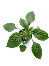 Load image into Gallery viewer, Impatiens niamniamensis